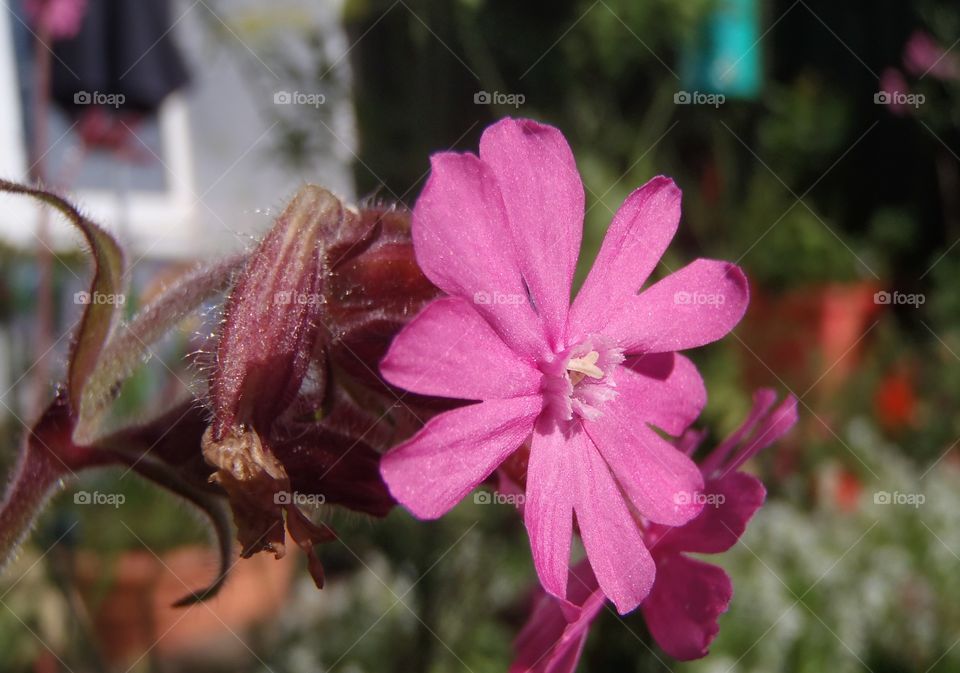 Macro campion 