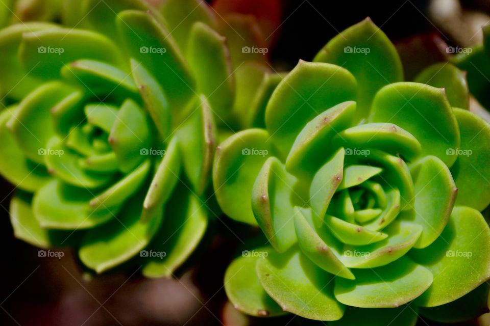 Succulents 
