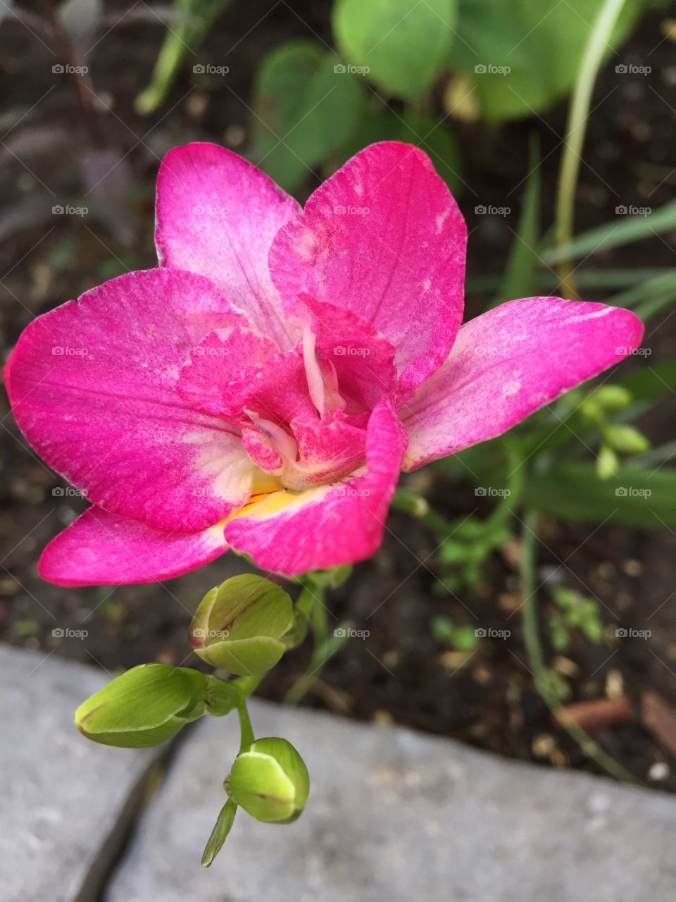 Pretty in pink 