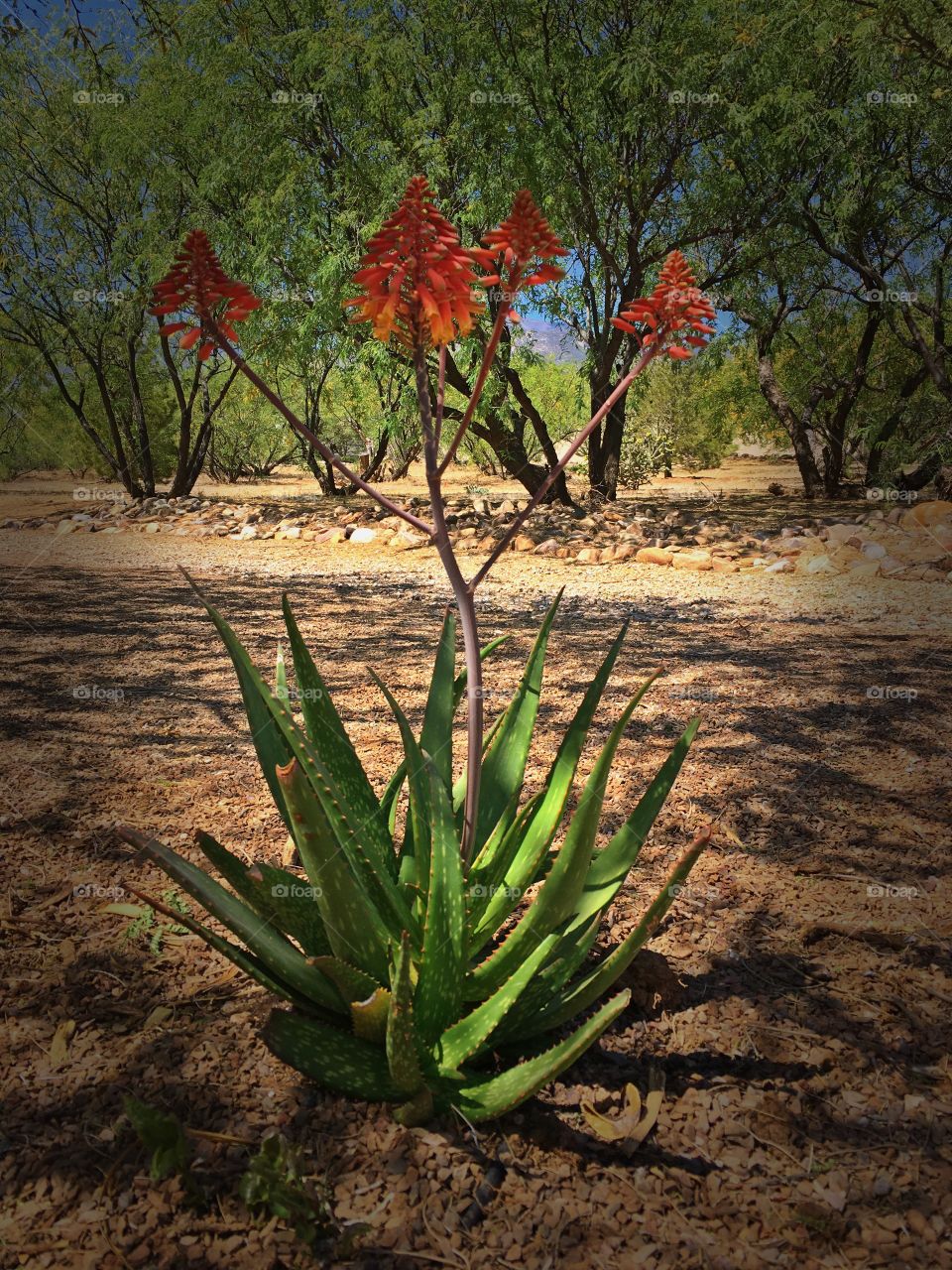 Aloe bloom in southern Arizona 