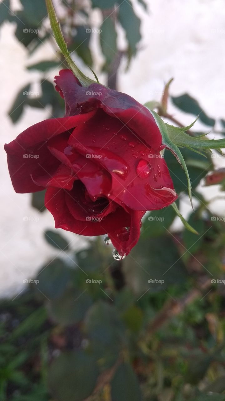 Beautiful rose