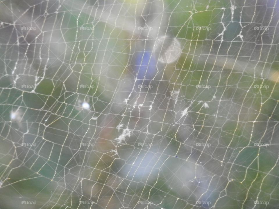Spider web