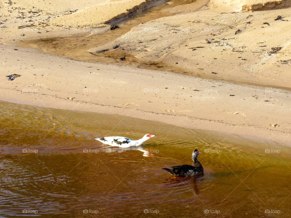 Couple of Ducks 