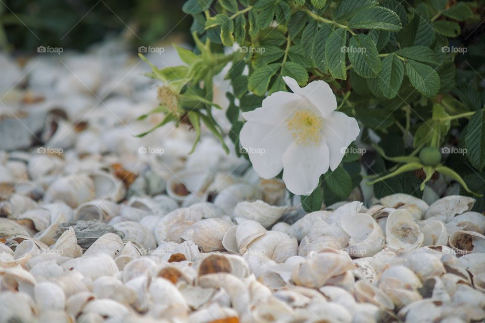 Flower on the beach 