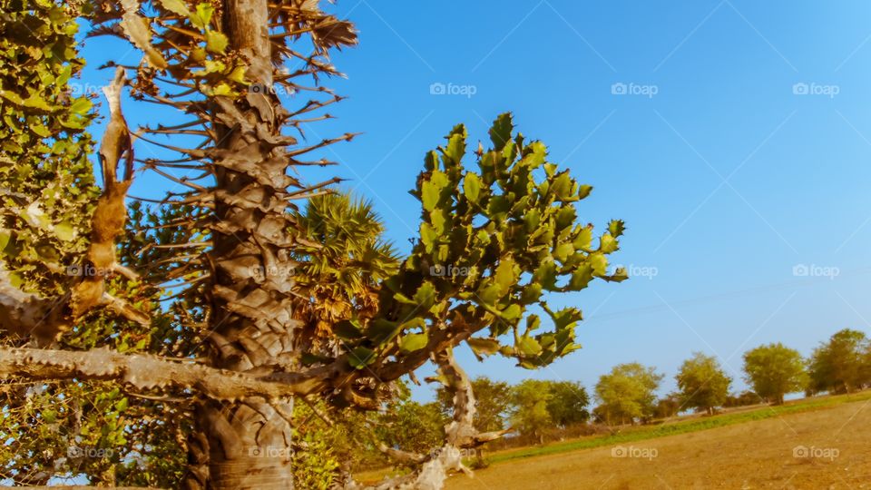 cactus plant 