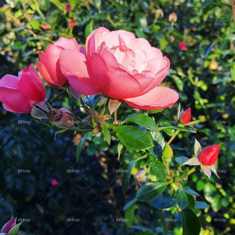 rose garden in full bloom