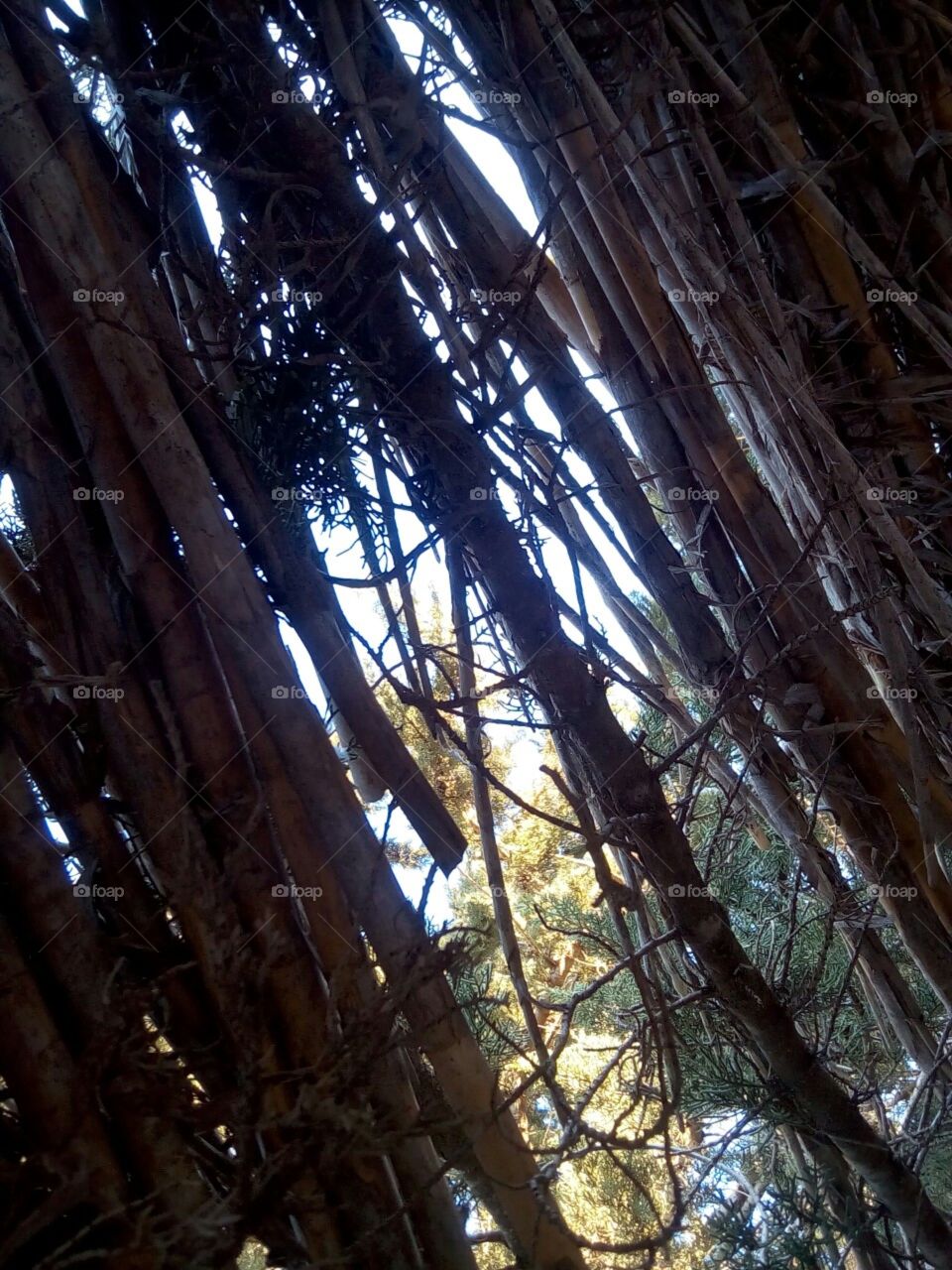 Wood, Tree, Light, No Person, Nature