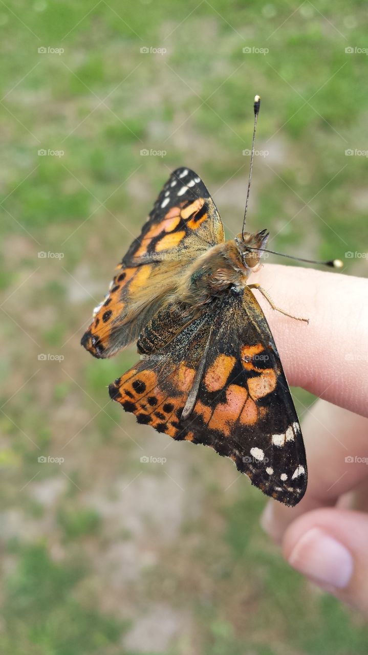 Butterfly on a Finger
