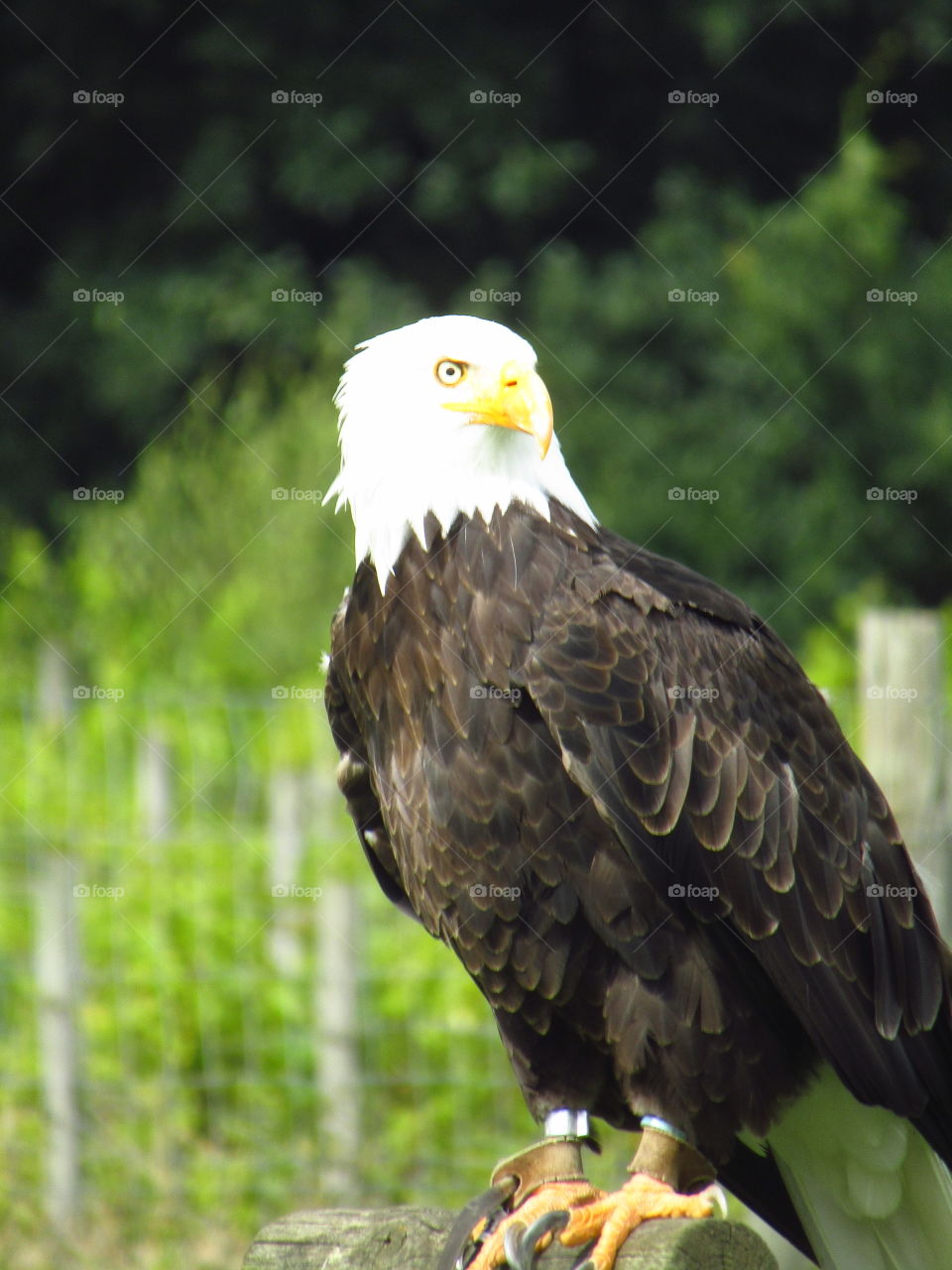 Bald Eagle