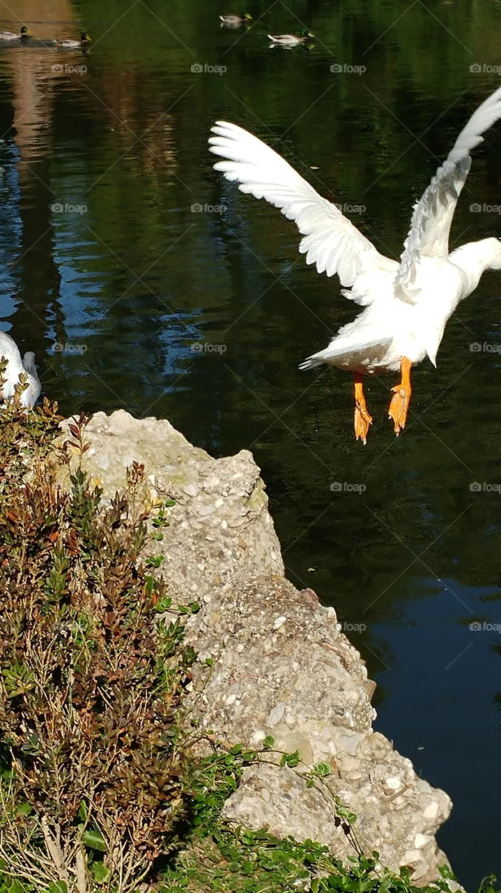 fly