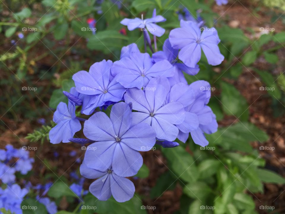 Plumbago