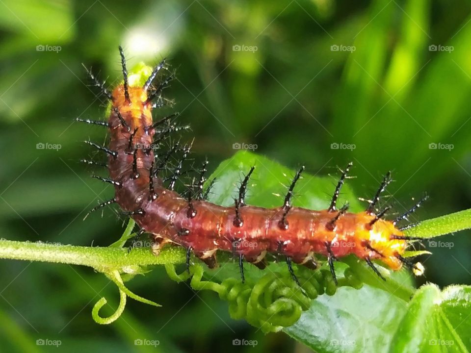 Worm standing on the branch.