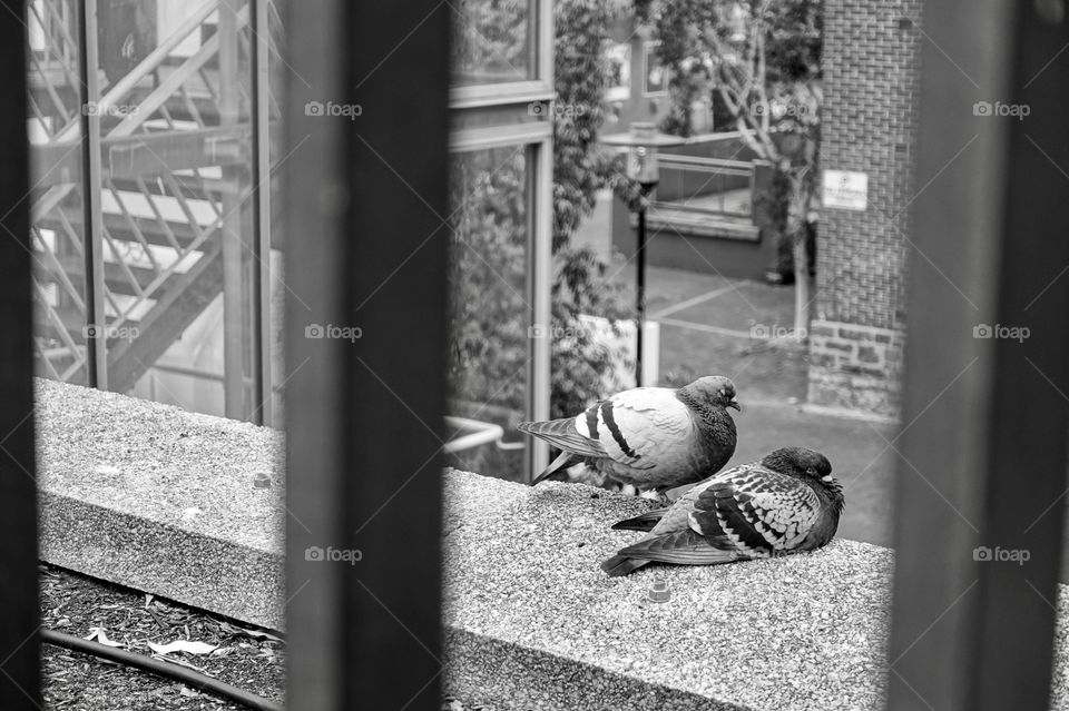 Two pigeons are in the urban area.