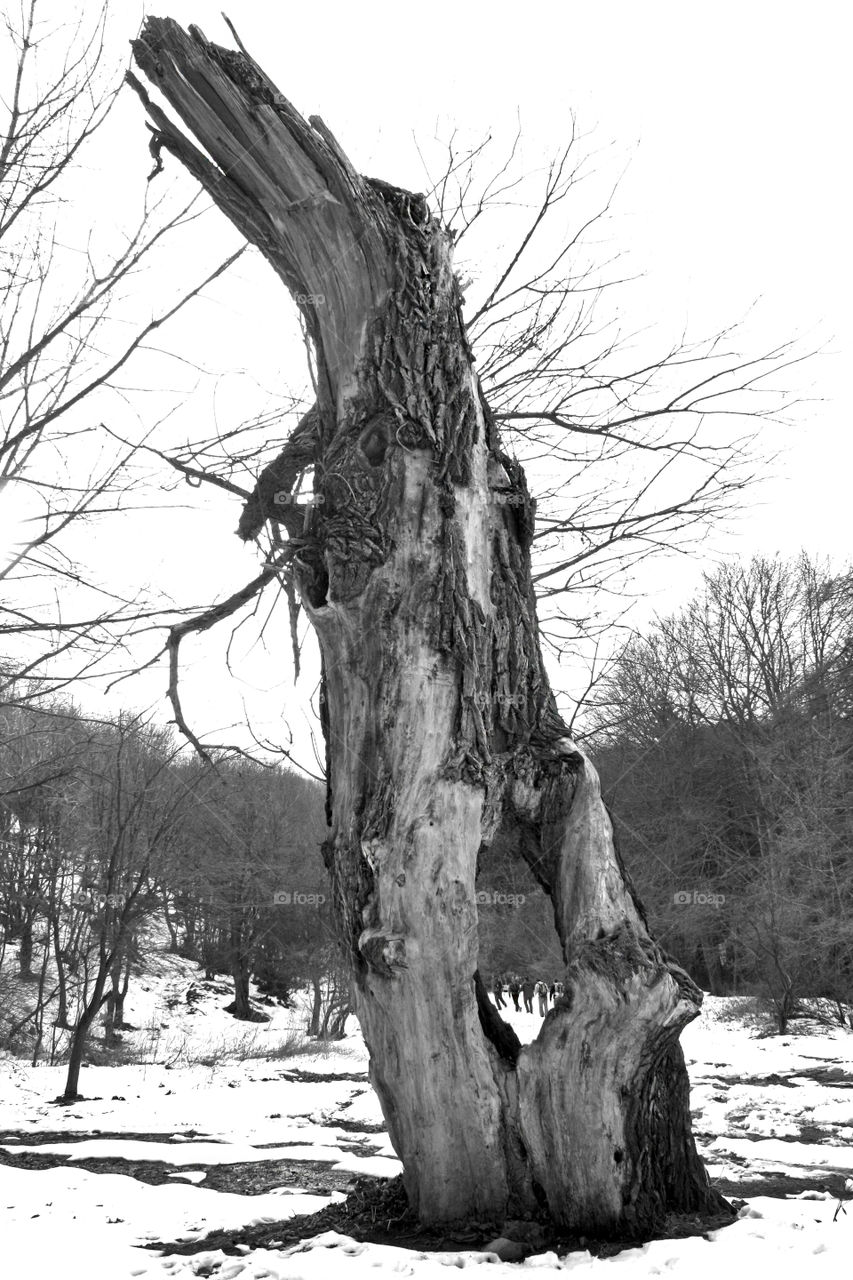 An old dry tree, winter landscape