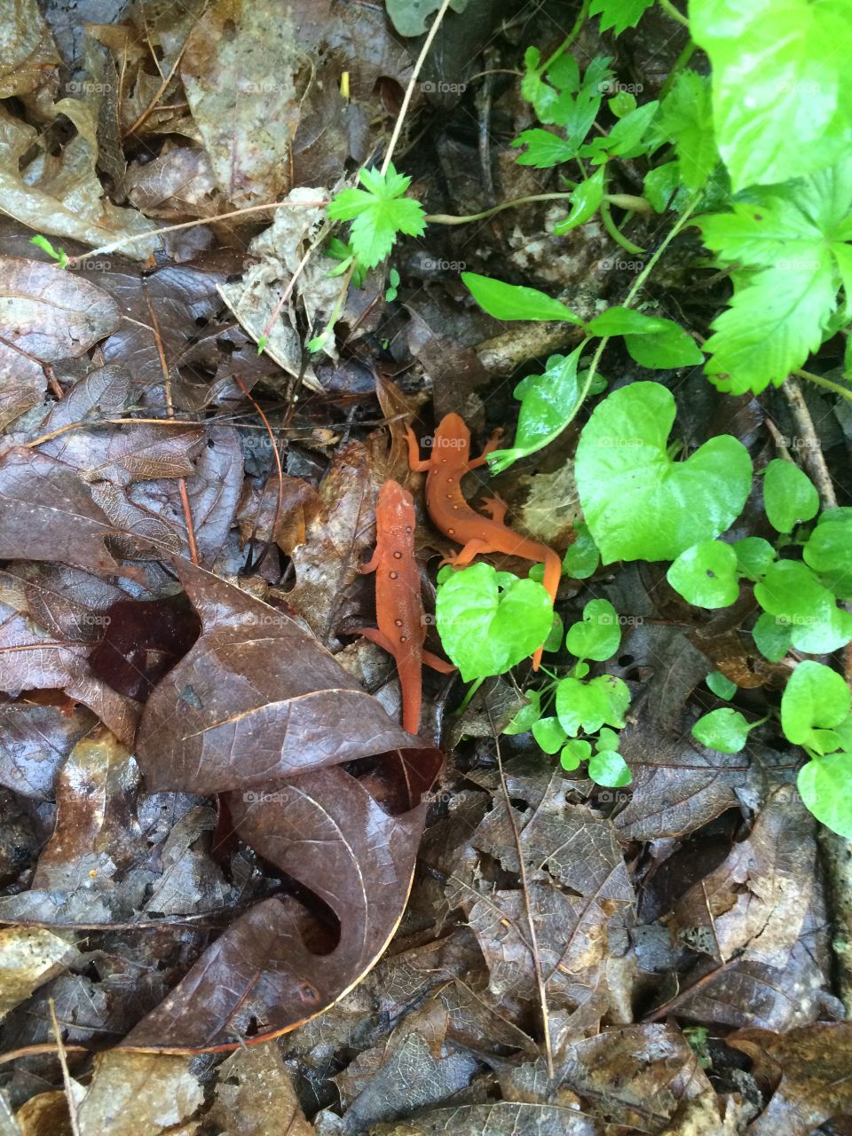 Salamander and leaves 