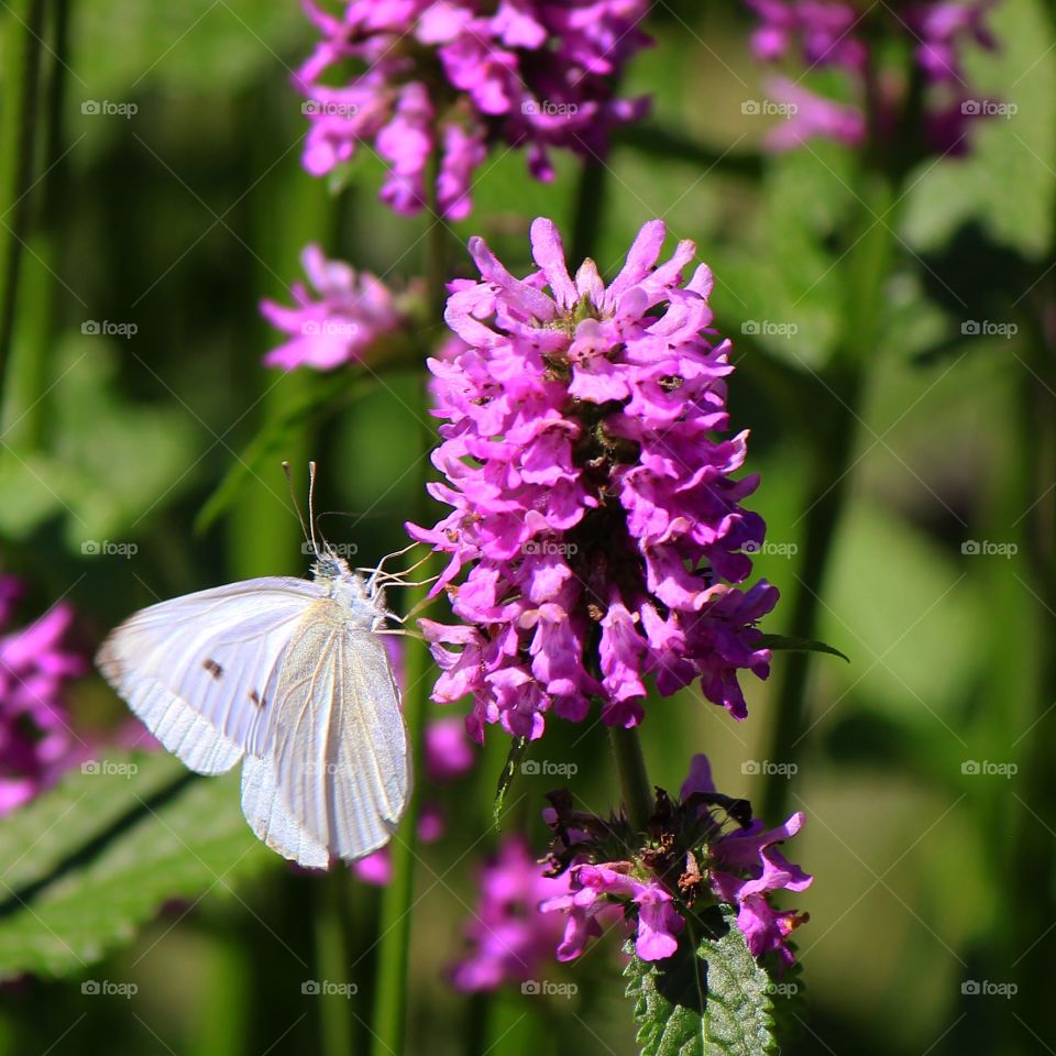 Pollination 