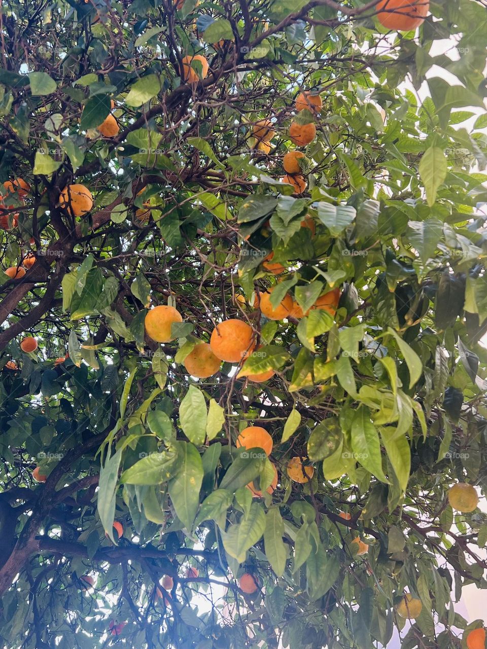 The orange tree