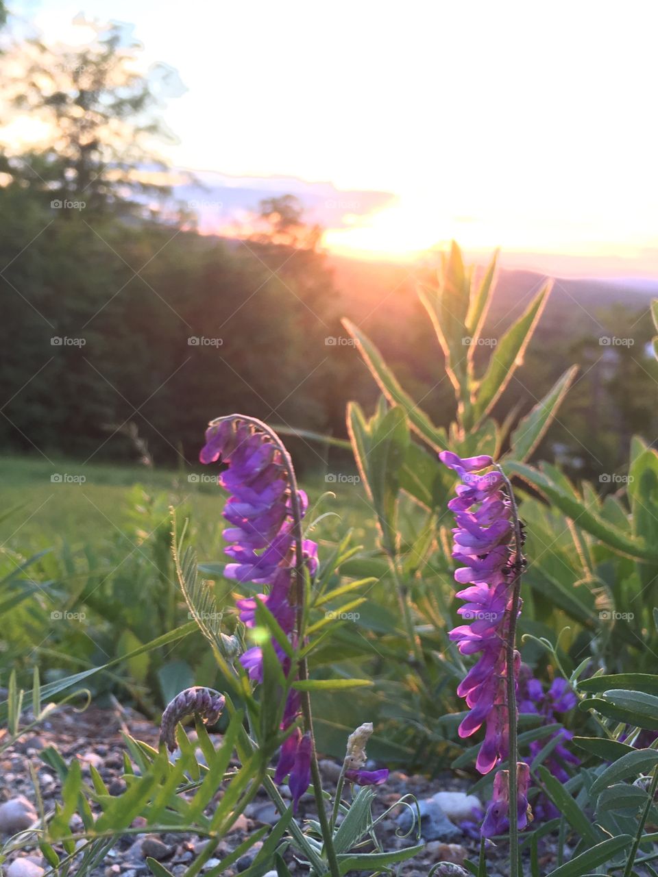 Pretty purple flowers with a beautiful sunset in the background. 