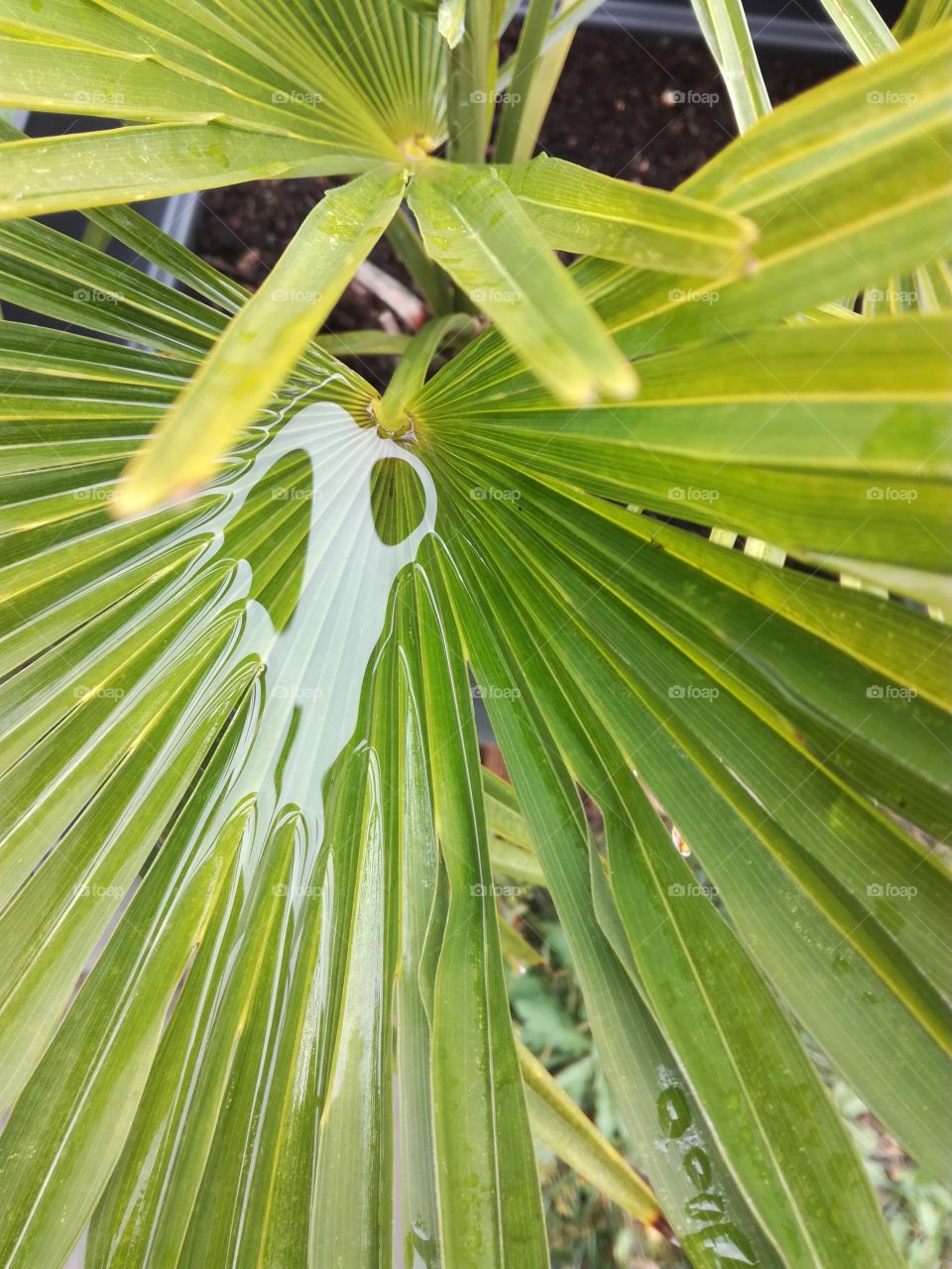 sag mask, life is a game! scream