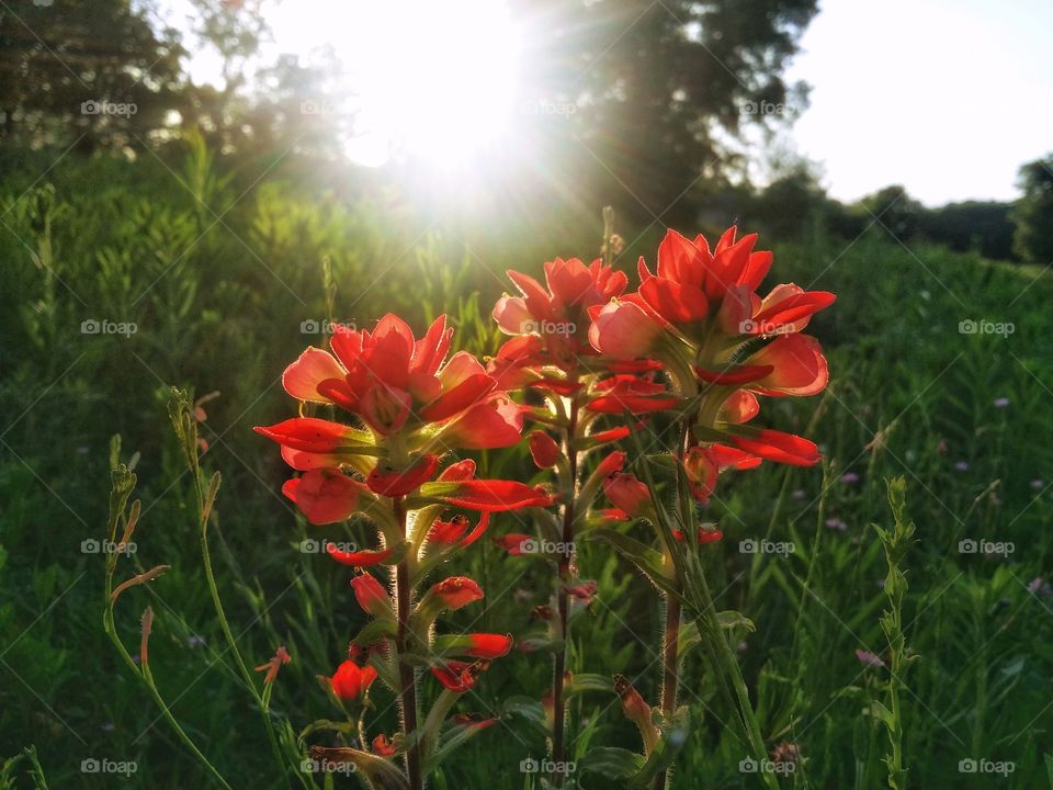 Indian Paintbrush at sunrise