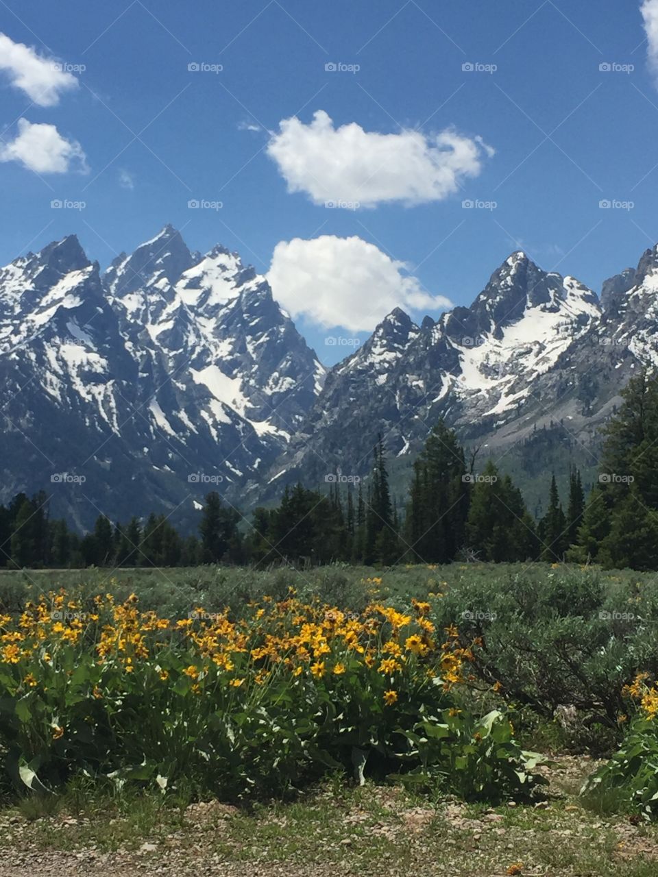 Yellow Flowers in front of the Grand Tetons