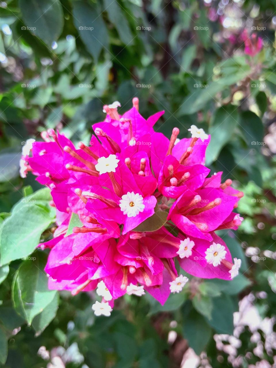 the Pinkerton of pink flowers with baby white ones growing too, surviving summer and all that comes