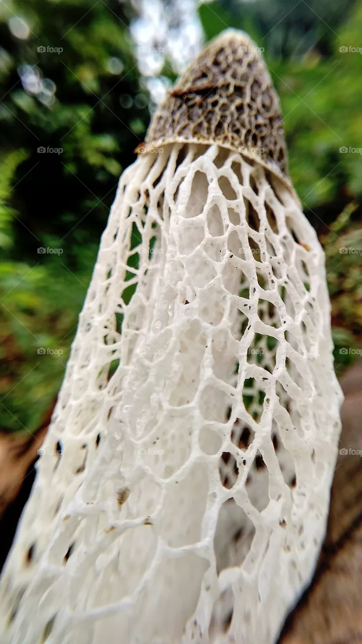unique mushroom