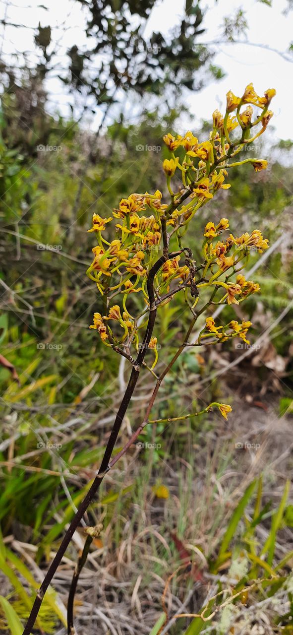 Orquídea de Páramo