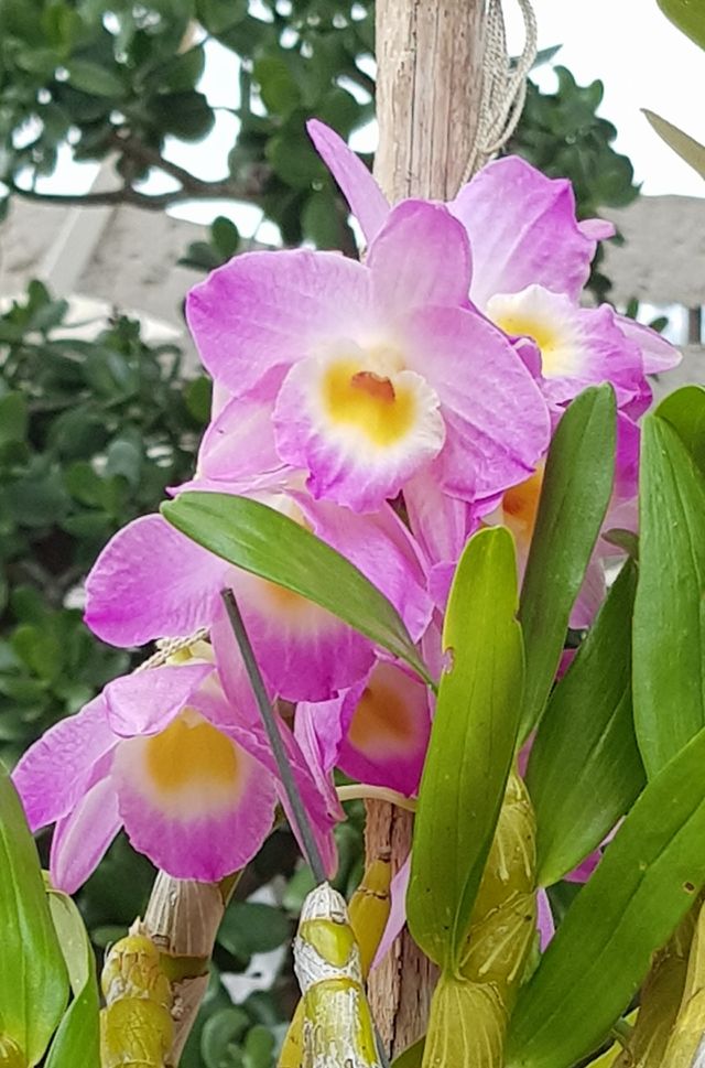 flores, flowers