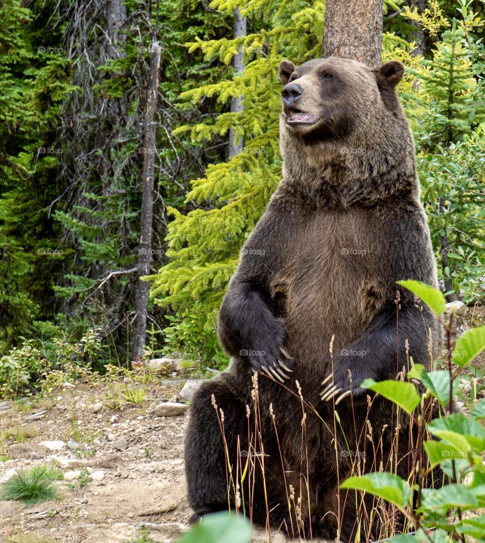 Grizzly bear scratching his back on a tree at Kicking Horse bear refuge, Golden, British Columbia, Canada 