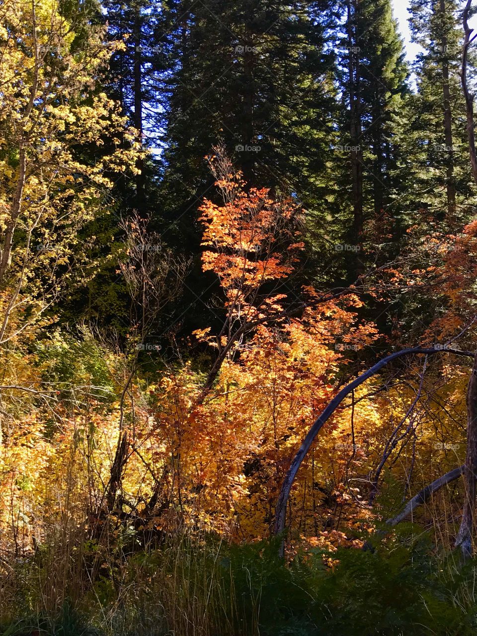 Fall, Wood, Leaf, Nature, Tree