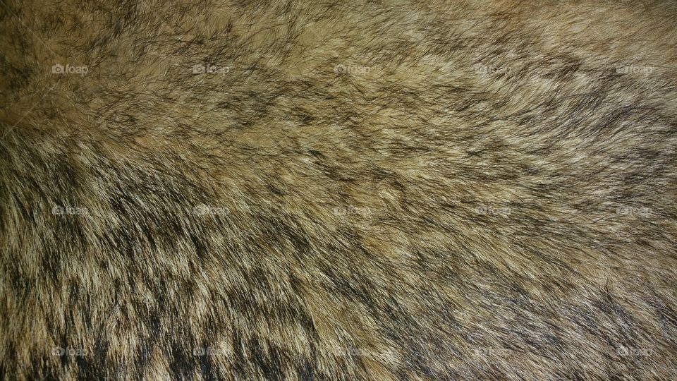 wolf fur
