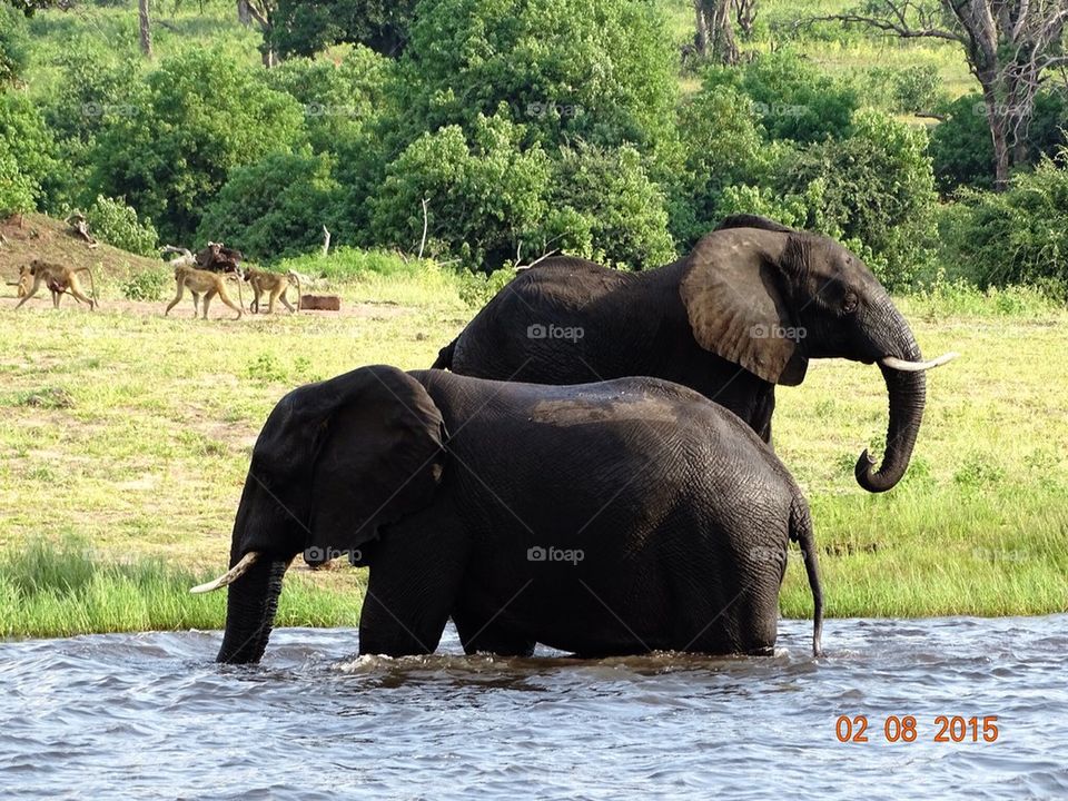 South African Elephants 