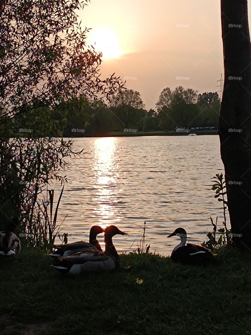 sunset at the edge of the pond