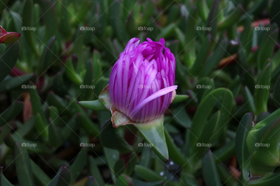 Wonderfull and beautiful flower  