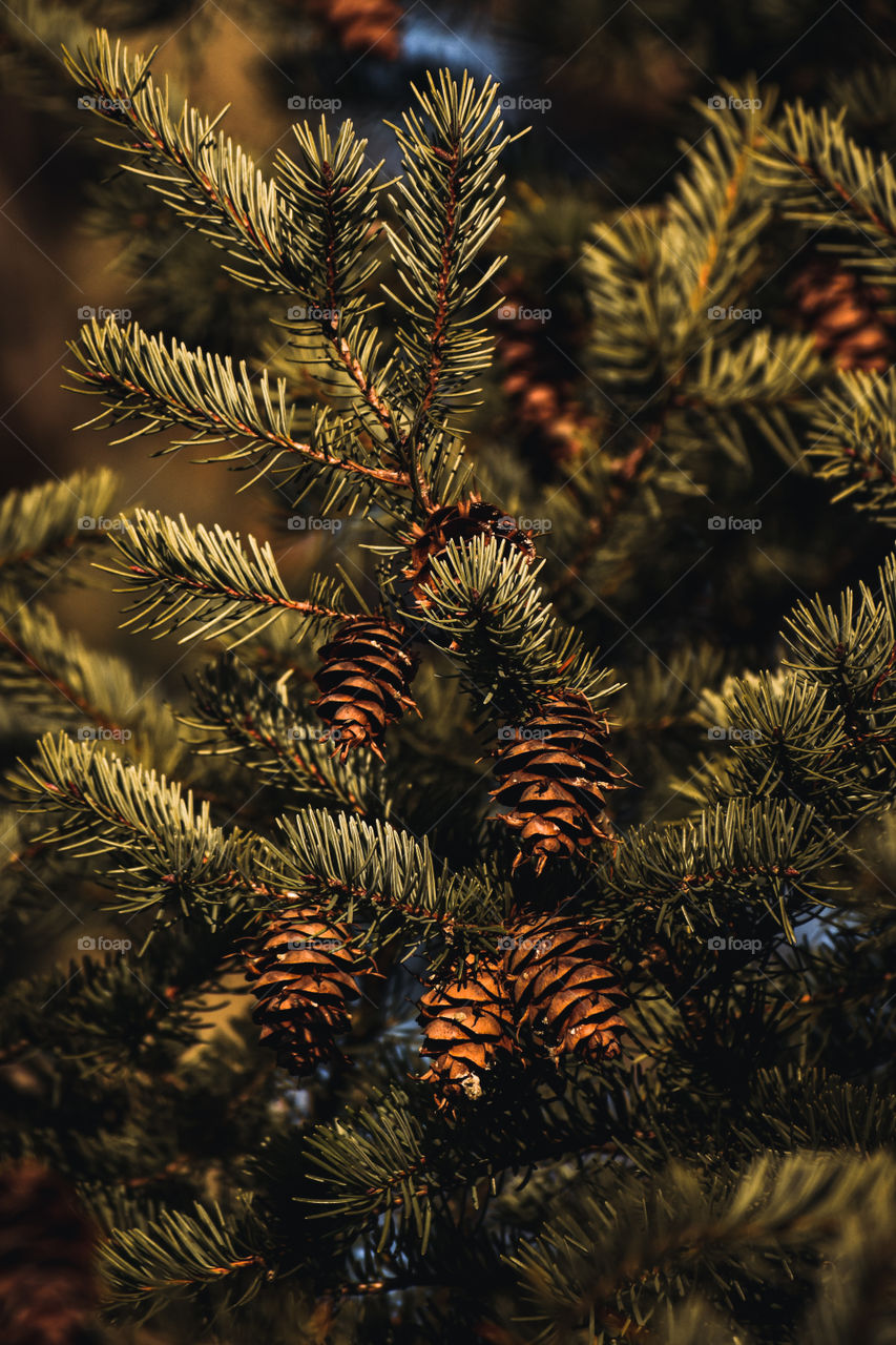 A pine tree | Christmas tree