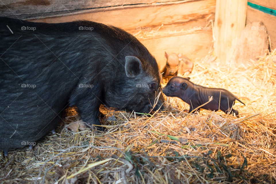 Pig with her newborn piglet