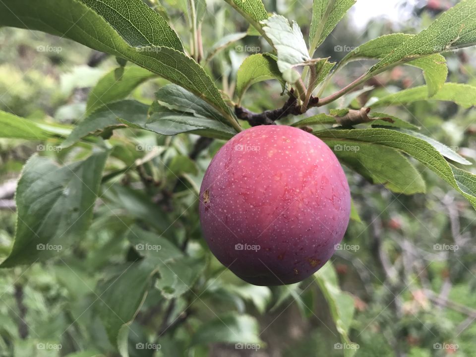Plums fruit