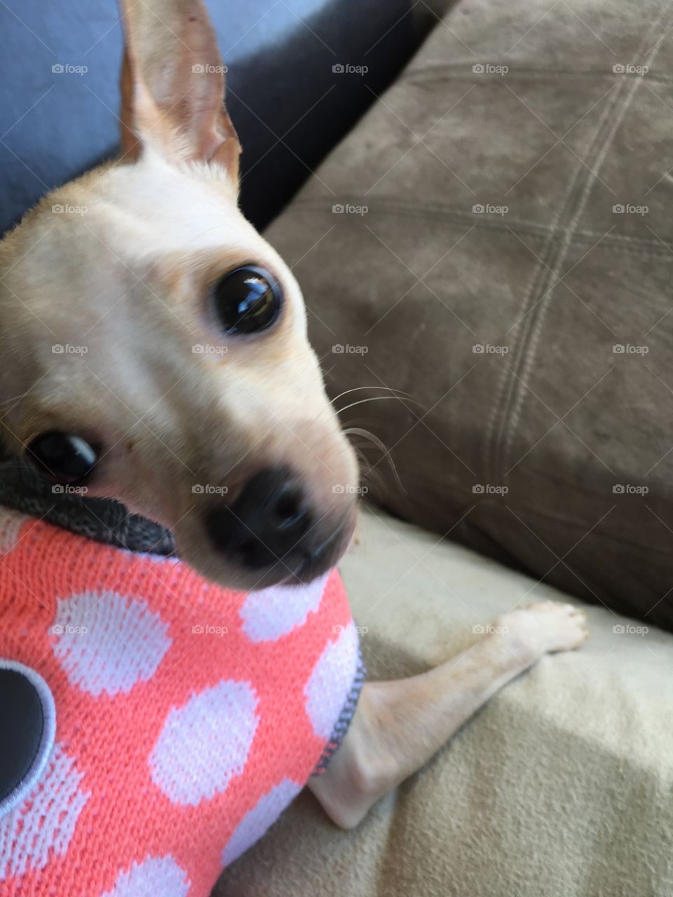 A cute chihuahua in a sweater, looking back at the camera❤