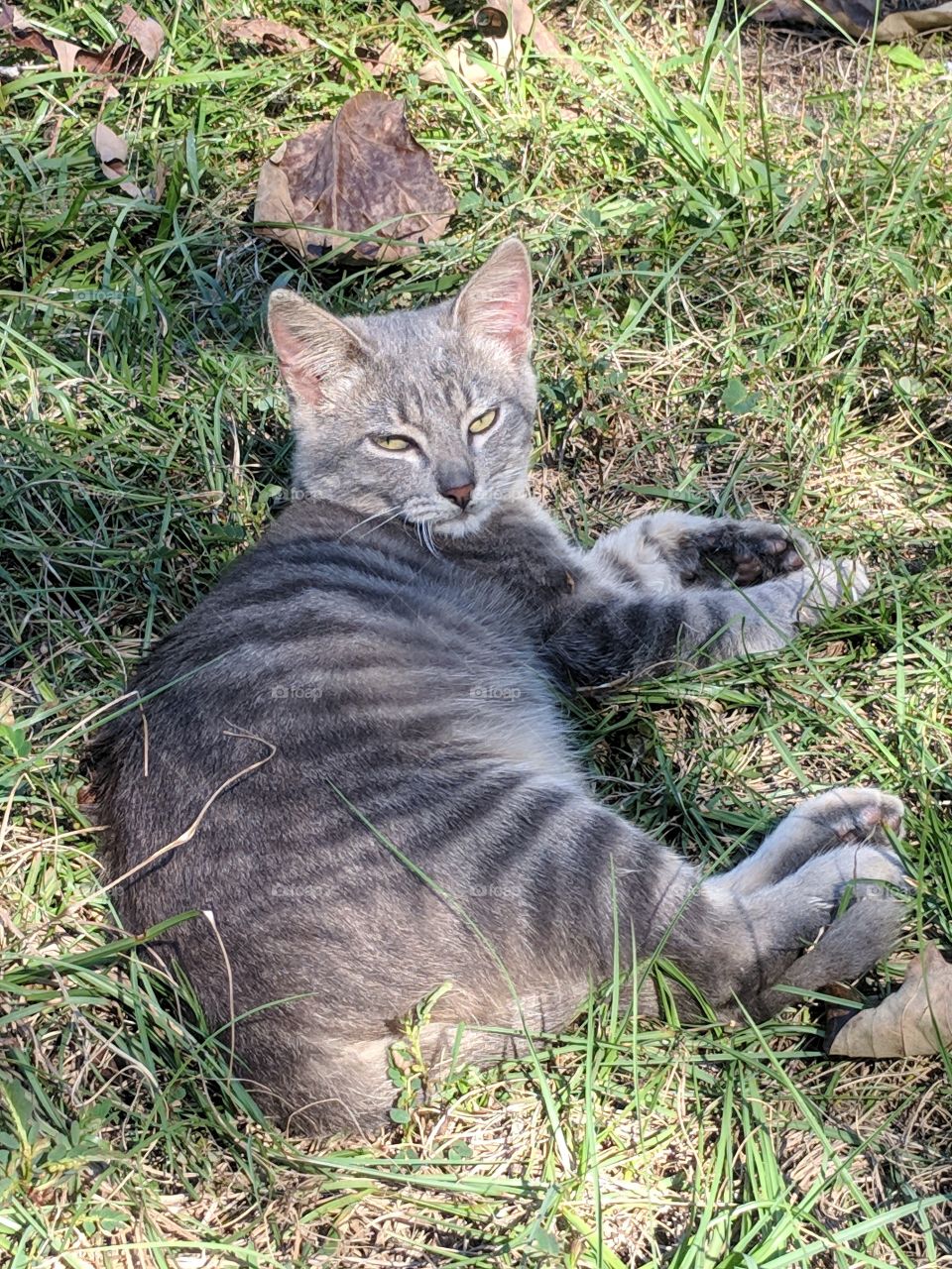 My itty bitty grey striped kitty