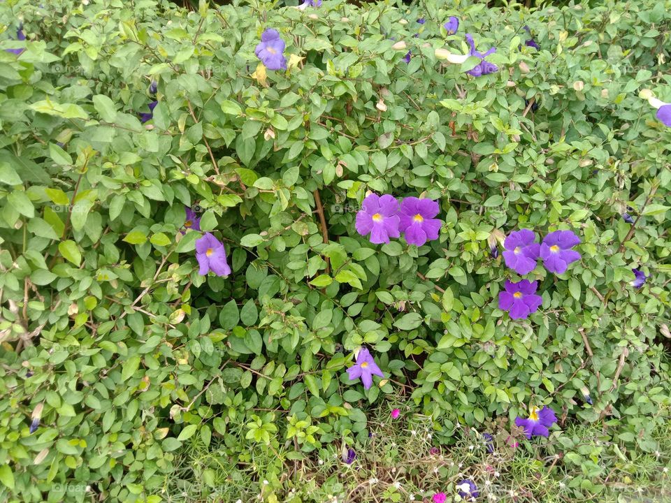 Purple Blooms 🌸💜✨