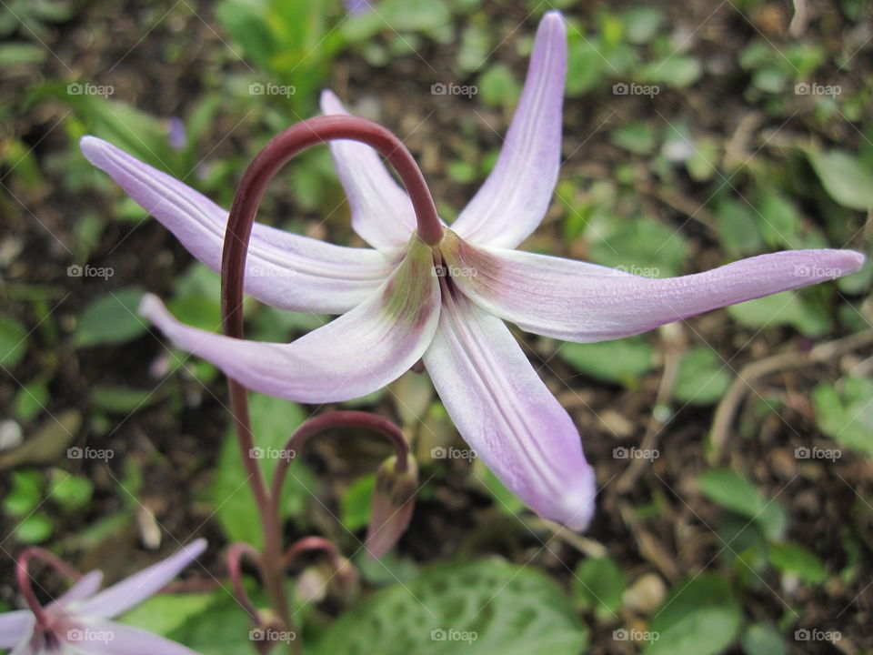 Nature, Flower, Flora, Leaf, Garden