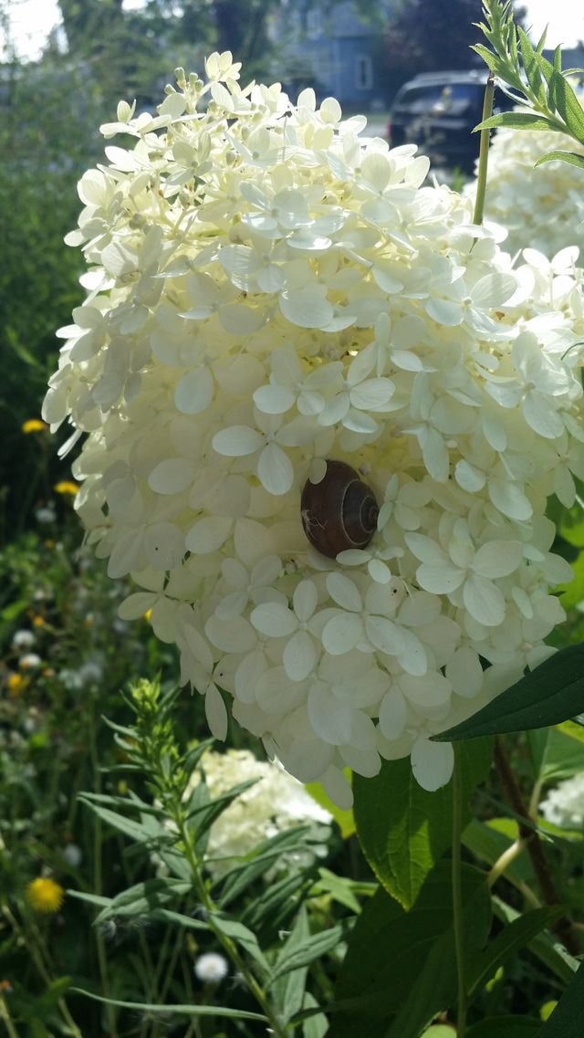 snail. snail in a flower