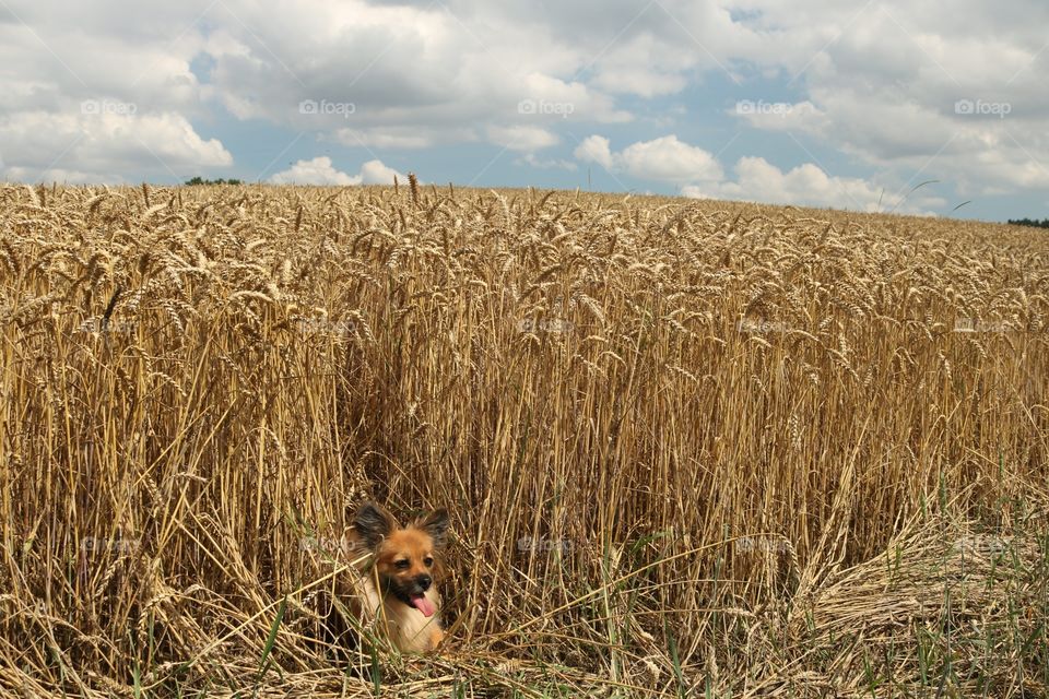 Ein Dackel im Kornfeld