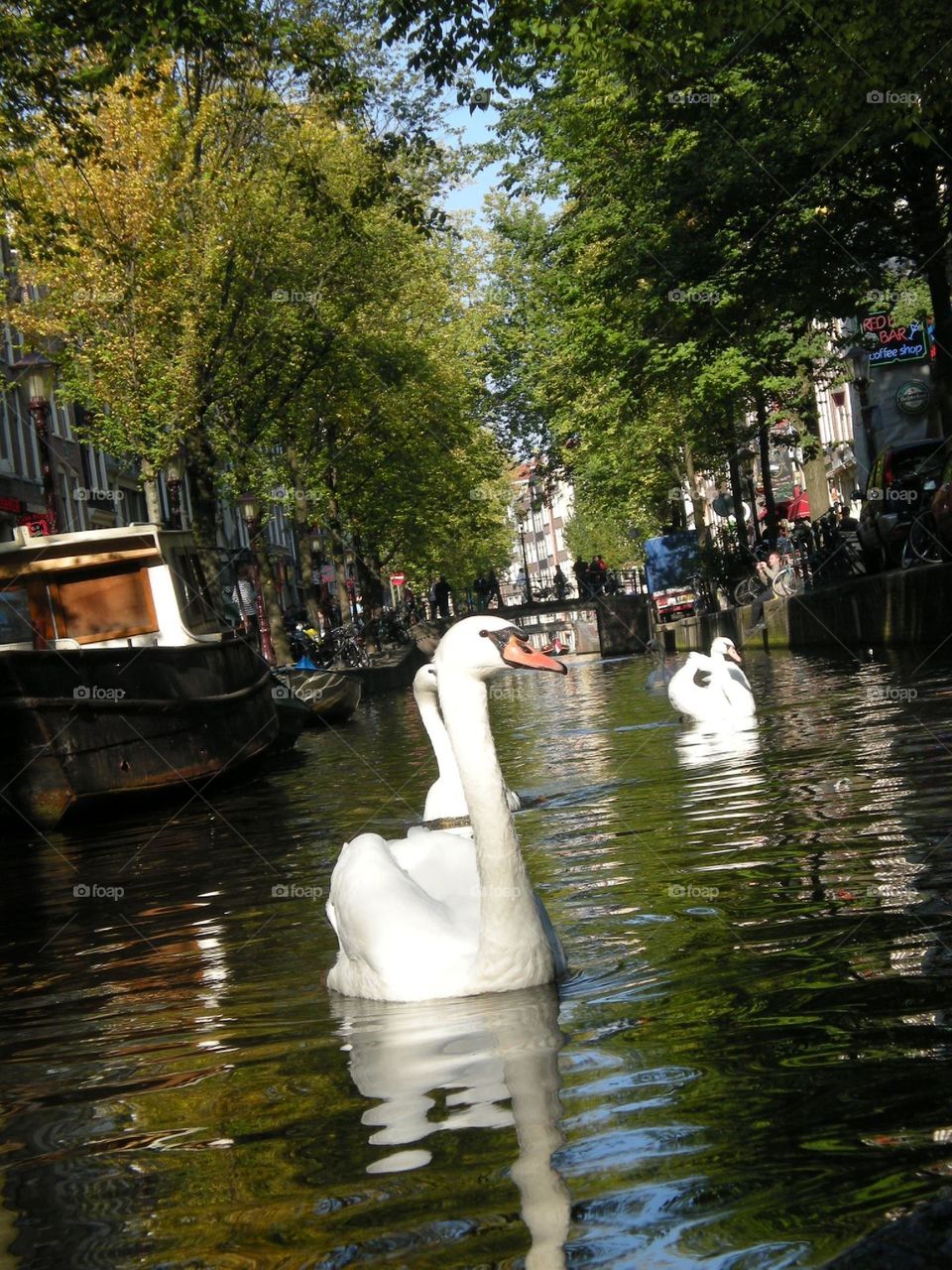 Swans in the channel in Amsterdam