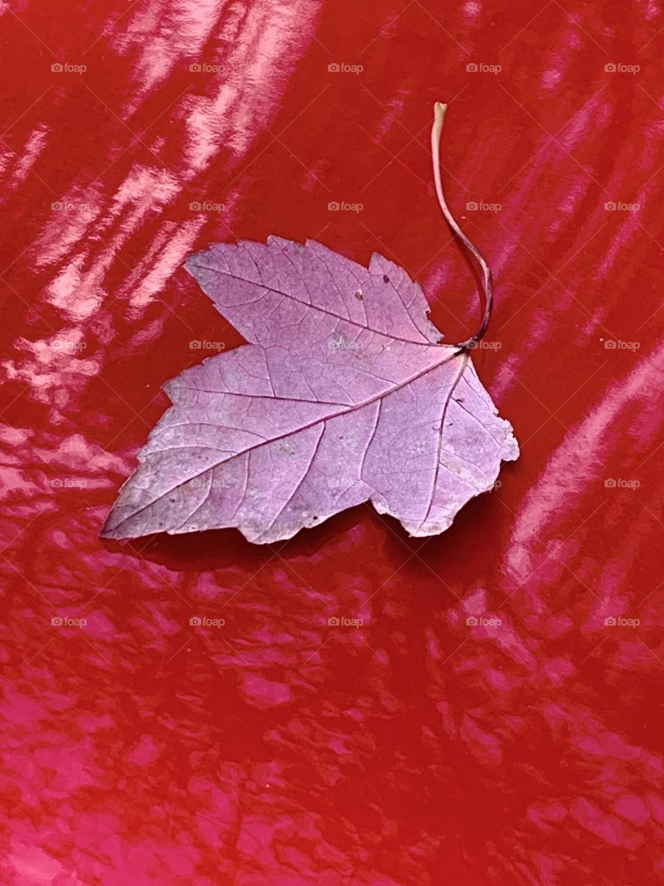 Stray leaf 