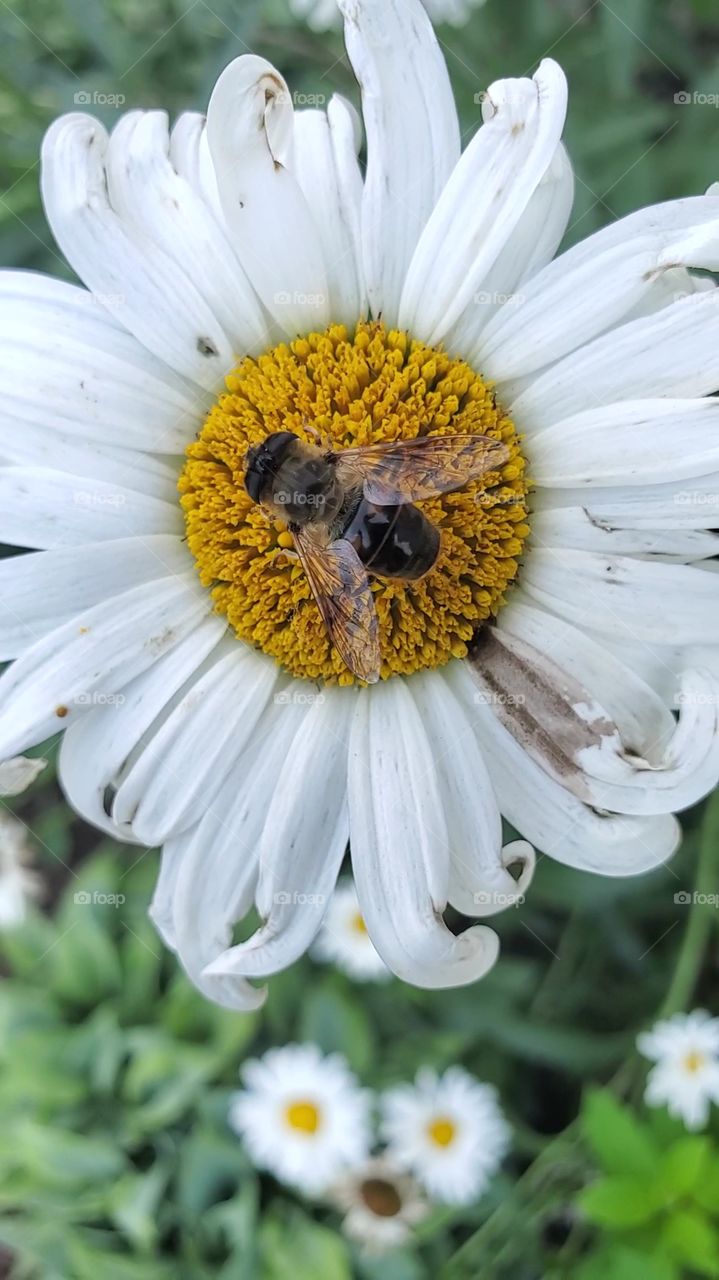 bee