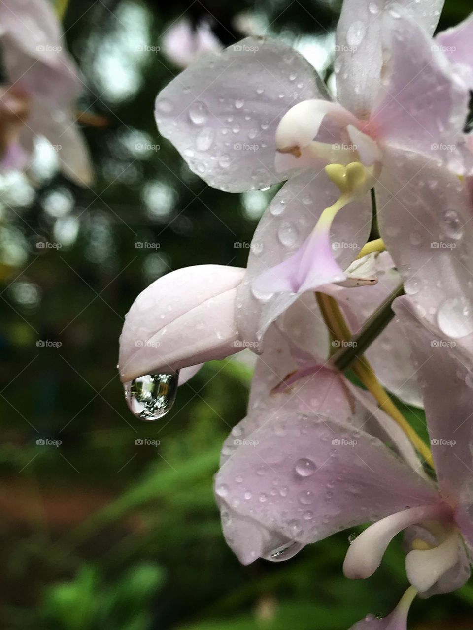 Rain drops and orchids 