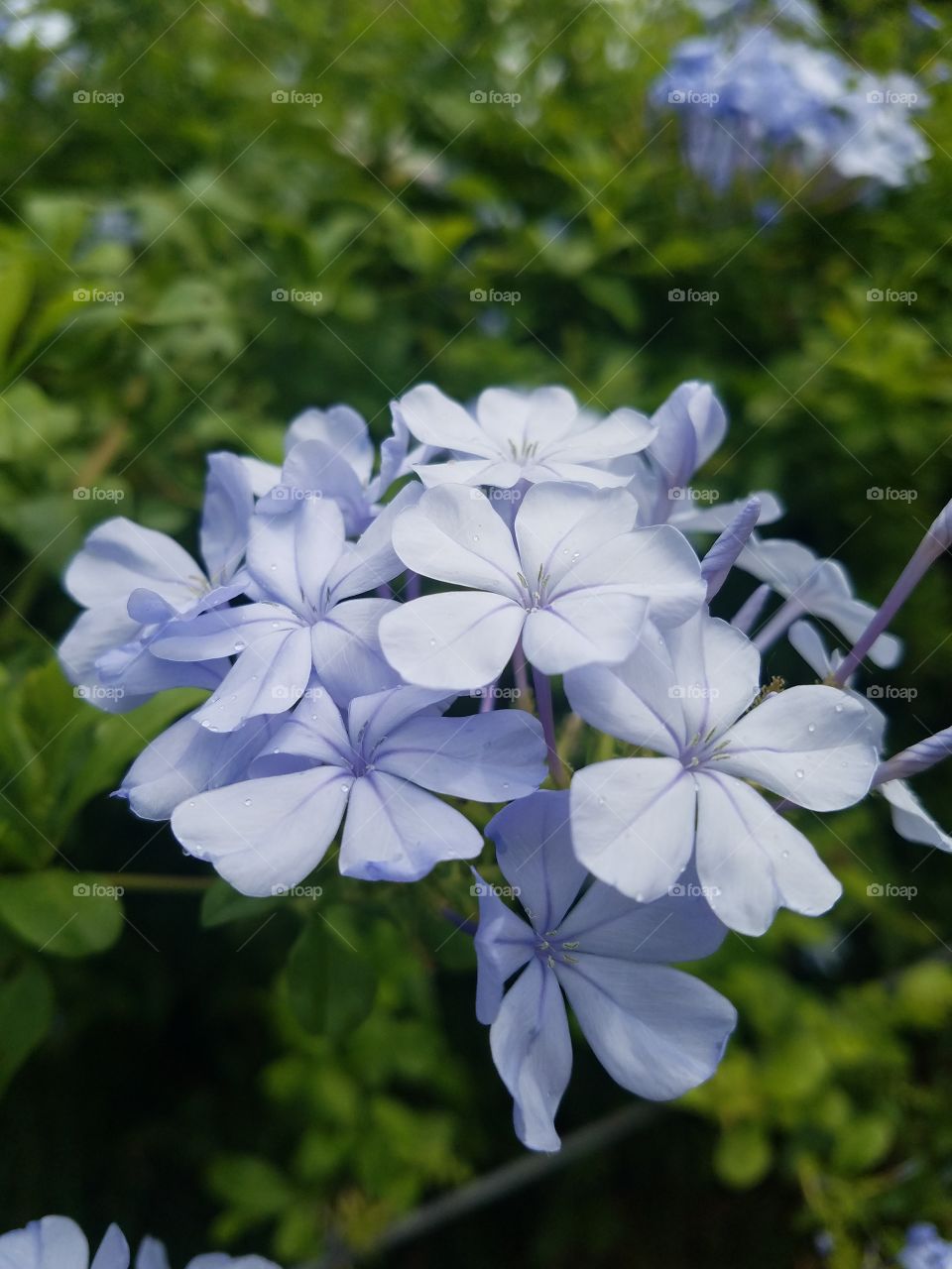 blue tropical flowers