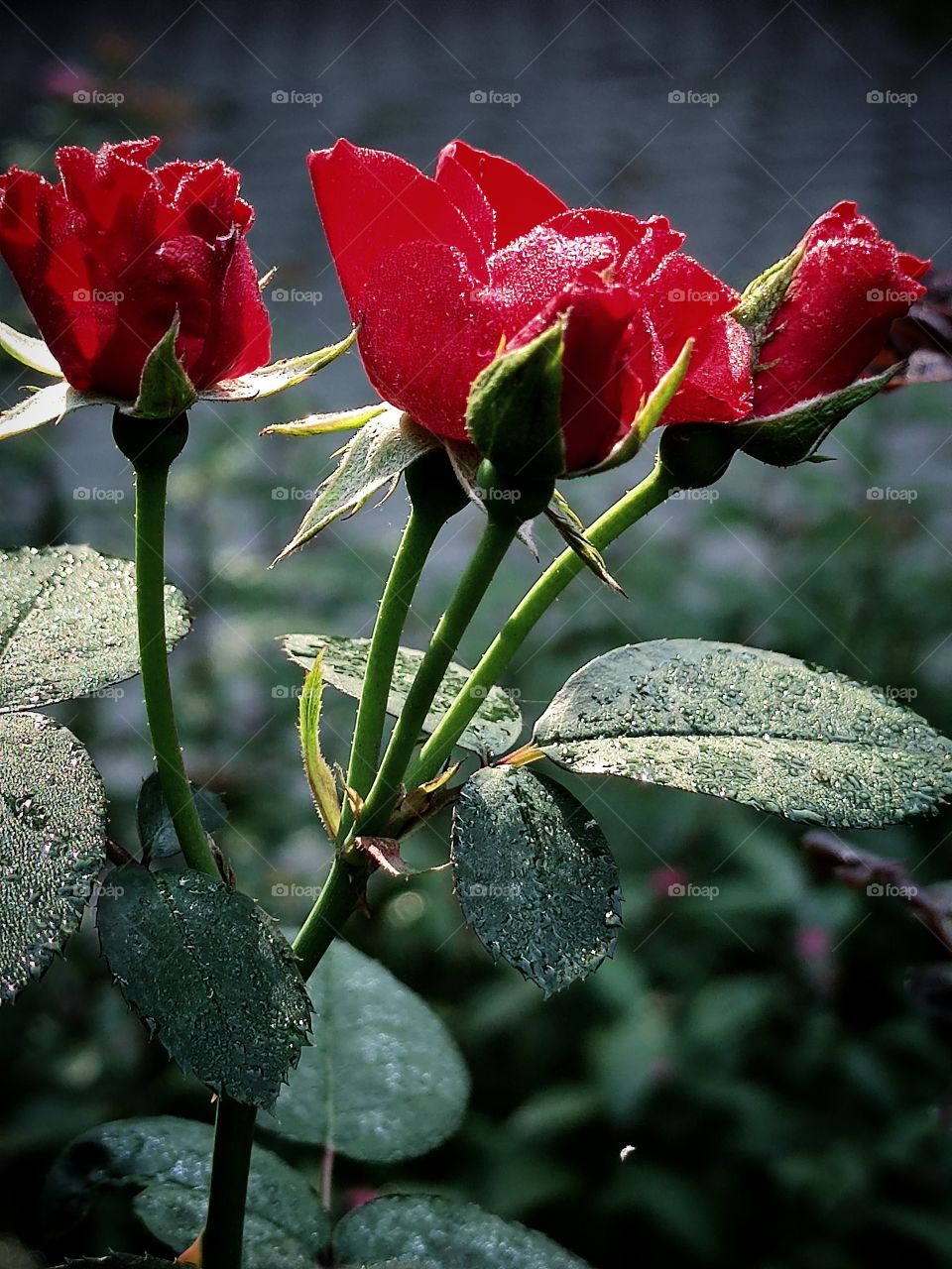 bush with red roses.  dewdrops on roses and leaves